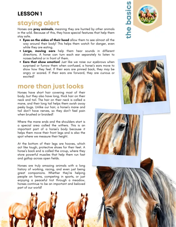 Saddles + Stallions Preview Page 7